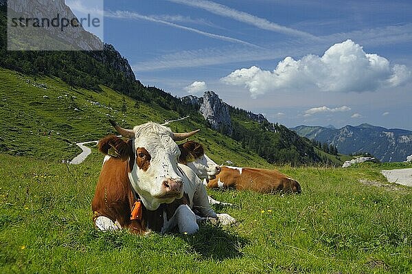 Hausrinder  Kühe auf Steinlingalm unterhalb vom Gipfel der Kampenwand  August  Chiemgau  Aschau  Bayern  Deutschland  Europa