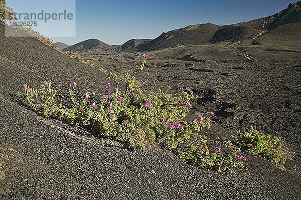 Rosenduftende Pelargonie (Pelargonium capitatum) eingeführte Art  blüht  wächst auf Lava in vulkanischem Habitat  Lanzarote  Kanarische Inseln  März