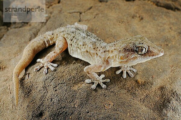 Kanarengecko  Kanarengeckos (Tarentola delalandii)  Andere Tiere  Gecko  Reptilien  Tiere  Tenerife Gecko adult  standing on rock  Tenerife  Canary Islands
