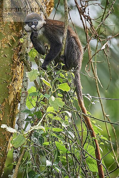 Rotschwanzmeerkatze (Cercopithecus ascanius) in einem Baum  Kibale-Nationalpark  Uganda  Afrika