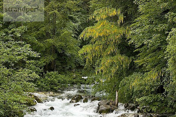 Alpiner Goldregen (Laburnum alpinum) Habitus  blühend  wächst im montanen Waldgebiet am Fluss  Savica  Triglav N. P. Julische Alpen  Slowenien  Juni  Europa