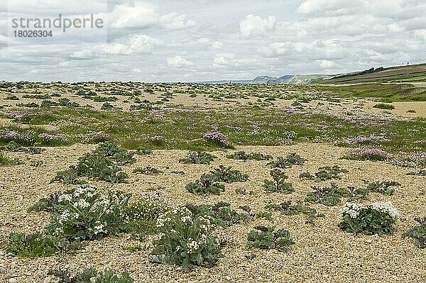 Seekohl (Crambe maritima)  und Sparsamkeit  Armeria maritima  und andere Pflanzen  die auf Kies am Chesil-Strand in Dorset blühen