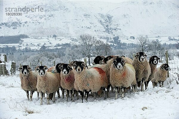 Hausschafe  Swaledale-Mutterschafe mit Widder  Herde auf schneebedeckter Weide  Cumbria  England  Dezember