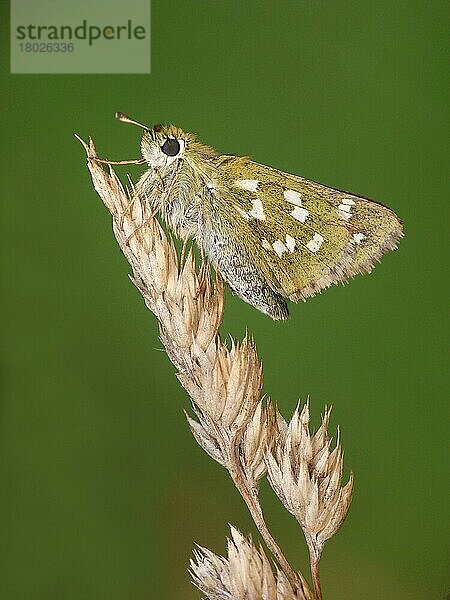 Silberfleckiger Skipper (Hesperia Komma)  erwachsene Frau  auf trockenem Gras ruhend  Simplonpass  Schweizer Alpen  Schweiz  Juli  Europa