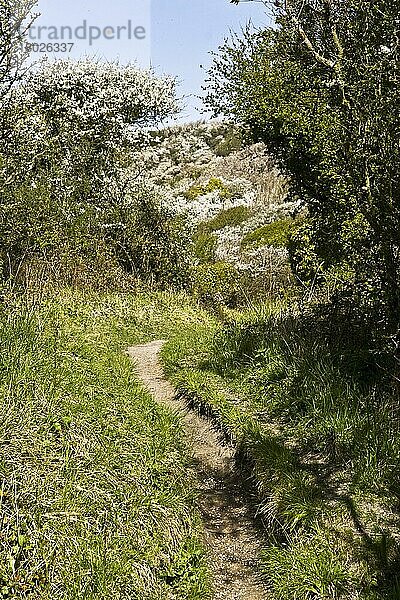 Fußweg  der auf eine Klippe führt  mit Blüte des Schlehdorns (Prunus spinosa)  Ringstead  Dorset  England  April