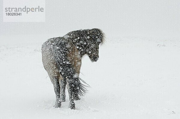 Pferd  Islandpony  erwachsen  steht während eines Schneesturms auf Schnee  Snäfellsnes  Vesturland  Island  März  Europa