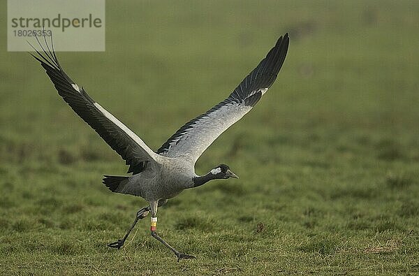 Kranich (Grus grus)  Erwachsener abhebender Kranich  Slimbridge  Glocs  UK