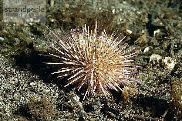 Grüner Urchin (Psammechinus miliaris) adult  mit verlängerten Tentakeln  in Meeresschlamm  Loch Carron  Roß und Cromarty  Hochland  Schottland  Juni