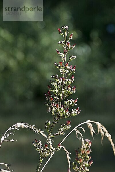 Blühende Pflanze des Gemeinen Feigenkrauts (Scrophularia nodosa)  neben dem Kennet &  Avon-Kanal  Juli