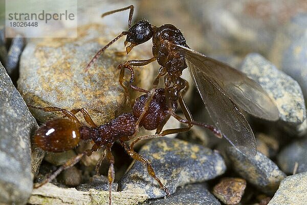 Ameise (Myrmica sabuleti)  erwachsener Arbeiter  greift Ameise (Myrmica ruginodis)  geflügeltes erwachsenes Männchen  Powys  Wales  August