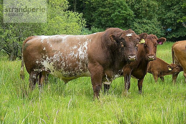 Hausrind  Luing-Stier  Kühe und Kalb  auf der Weide stehend  Windermere  Lake District N. P. Cumbria  England  Juni