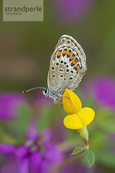 Silbern besetztes blaues (Plebejus argus) erwachsenes Weibchen  ruhend auf der Blüte (Lotus corniculatus) des Vogelfußes Dreiblatt  Prees  Shropshire  England  Juli