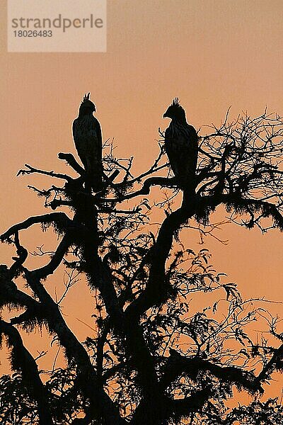 Veränderlicher Habichtsadler (Nisaetus cirrhatus ceylanensis)  erwachsenes Paar  in einem Baum sitzend  Silhouette bei Sonnenuntergang  Yala N.P.  Sri Lanka  Februar  Asien