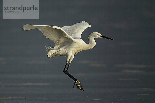 Seidenreiher (Egretta garzetta) erwachsen  im Flug  Landung im Feuchtgebiet  Mai