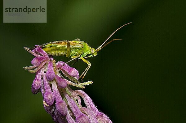 Erwachsener Kartoffelkapsidwanze (Closterotomus norvegicus)  ruhend auf dem Blütenstachel des Rosebay-Weidenröschens (Chamerion angustifolium)  Staveley Nature Reserve  North Yorkshire  England  Juli