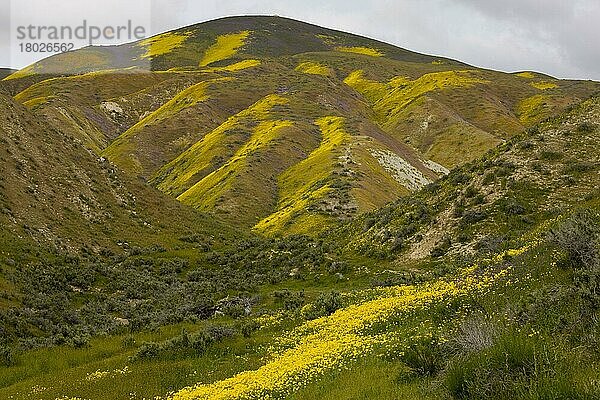 Ansicht von Maßen von Wildblumen  hauptsächlich Hillside Daisy und (Phacelia)  die Berghänge bedecken  Temblor Range  Carrizo Plain  Kalifornien  U. S. A