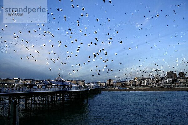 Gewöhnlicher Star (Sturnus vulgaris)  im Flug über dem Meer  versammelt sich bei Sonnenuntergang über dem Schlafplatz  Brighton Pier  Brighton  East Sussex  England  Januar