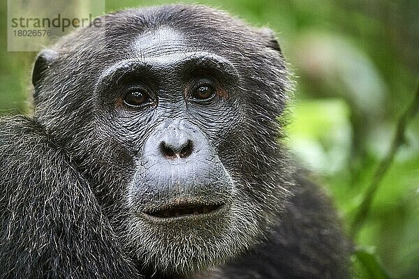 Schimpanse (Pan troglodytes schweinfurthii) Porträt  Männchen  Kibale-Nationalpark  Uganda  Afrika