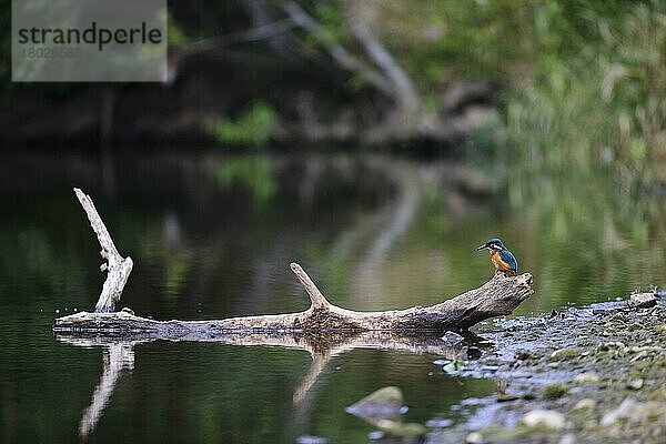 Eisvogel (Alcedo atthis)  erwachsenes Weibchen  auf einem Baumstamm am Rande des Flusslebensraumes sitzend  River Dove  Staffordshire  England  September
