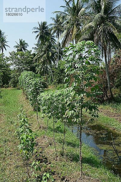 Maniok (Manihot esculenta)  wächst mit langen Bohnen auf Gemüsebeeten mit Bewässerungskanälen  Koh Kret  Bangkok  Thailand  Februar  Asien