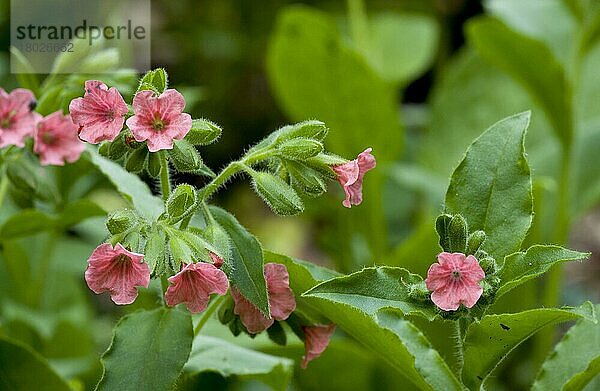 Rotes Lungenkraut  Raublattgewächse  Red Lungwort (Pulmonaria rubra) flowering  Bulgaria  may