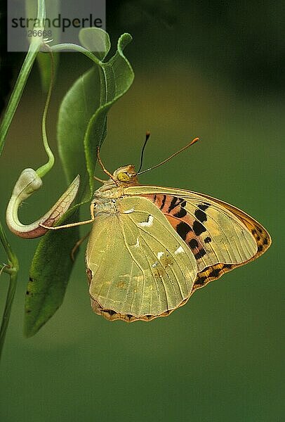 Kardinal (Argynnis pandora) Fritillary erwachsen  auf immergrüner Holländerpfeife (Aristolochia sempervirens) ruhend  Türkei  Mai  Asien