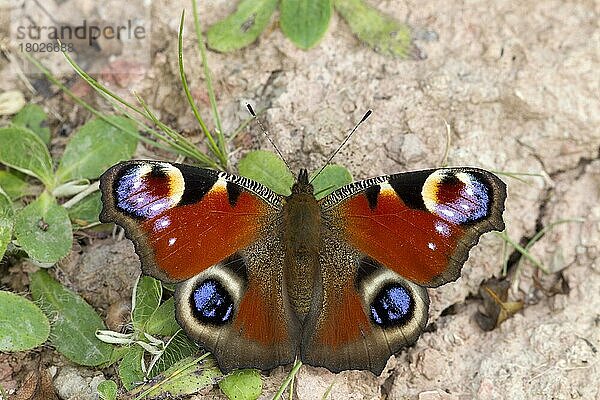 Aglais io  Tagpfauenauge  Tagpfauenaugen (Inachis io) Andere Tiere  Insekten  Schmetterlinge  Tiere  Peacock Butterfly adult  resting on ground with wings open  Berwickshire  Scottish Borders  Scotland  September