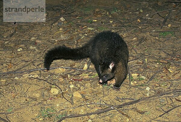 Gewöhnliches Pinselschwanz-Opossum (Trichosurus vulpecula) Unreif  südliche Rasse  Tasmanien