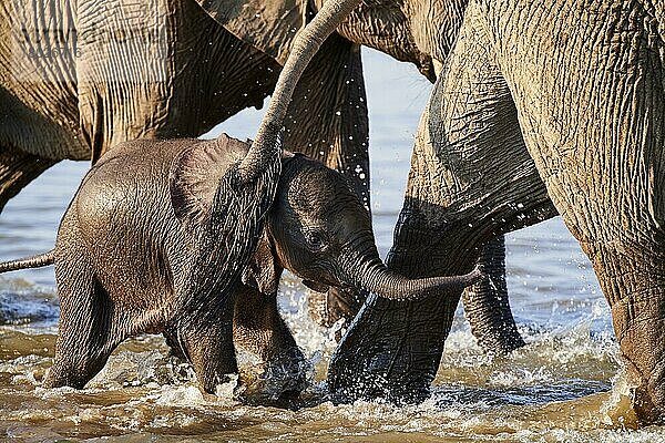 Afrikanische Elefanten (Loxodonta africana)  winziges Elefantenkalb überquert den Luangwa-Fluss im Schutz der Herde  South Luangwa National Park  Sambia  Afrika