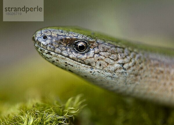 Blindschleiche  Blindschleichen (Anguis fragilis)  Andere Tiere  Reptilien  Tiere  Slow-worm adult  close-up of head  Kent  England  may