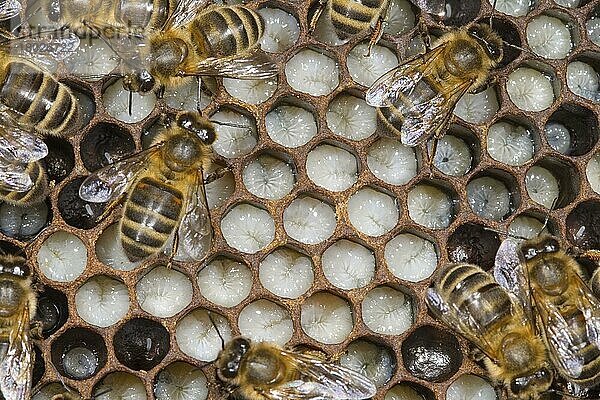 Westliche Honigbiene  Westliche Honigbienen  Europäische Honigbiene  Europäische Honigbienen (Apis mellifera)  Honigbiene  Honigbienen  Andere Tiere  Insekten  Tiere  Bienen  Western Honey Bee female