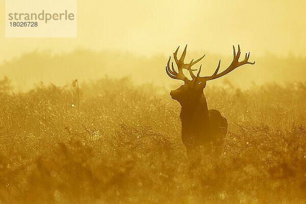 Rothirsch (Cervus elaphus)  reifer Hirsch  bei Sonnenaufgang in Nebel gehüllt  während der Brunftzeit  Richmond Park  London  England  Oktober