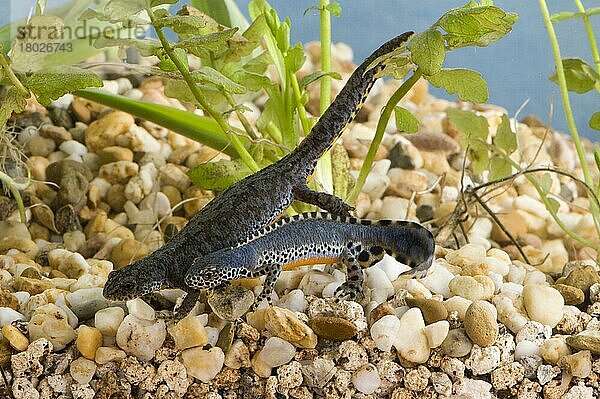 Bergmolche (Triturus alpestris)  Paar