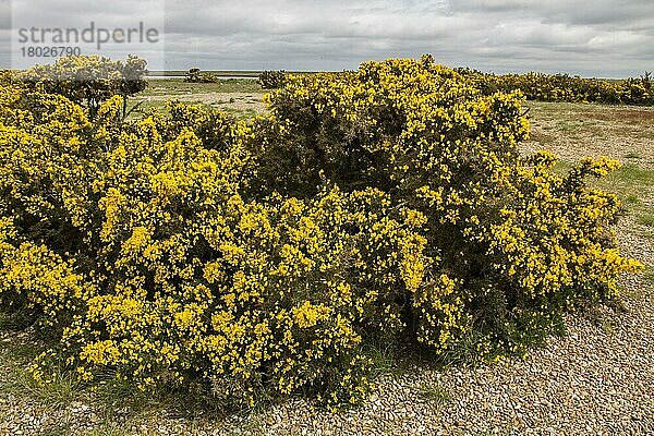 Ginster in Blüte auf Havergate Island Suffolk