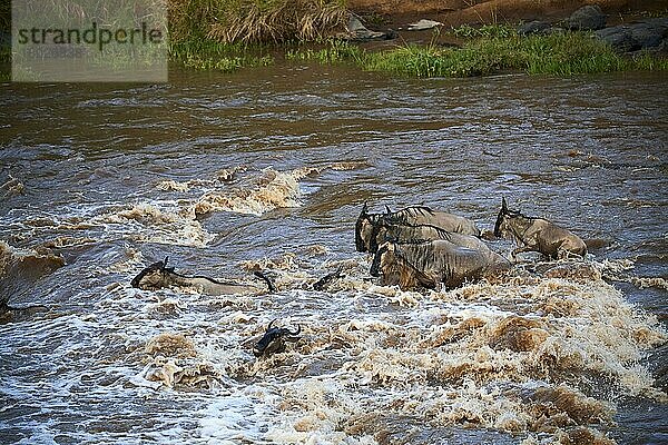 Streifengnus (Connochaetes taurinus) überqueren den Mara-Fluss  Great Migration  Masai Mara National Reserve  Kenia  Afrika