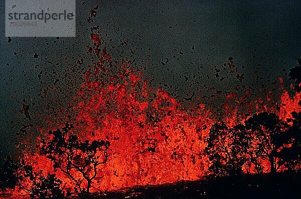 Vulkanausbruch  Baumsilhouette durch Ausbruch geschmolzener Lava  Mauna Ulu  Bi (1969) (1974)  Hawaii  Island  Europa