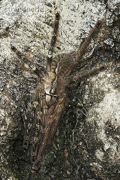 Fransen-Ziersarantel (Poecilotheria ornata) Subadult  zeigt gynandromorphen Phänotyp  linke Seite ist 'männlich' und rechte Seite ist 'weiblich' (in Gefangenschaft)