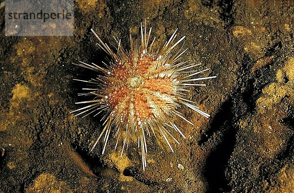 Urchin (Echinus alexandri) Tiefes Wasser  75 Klafter  Golf von Biskaya