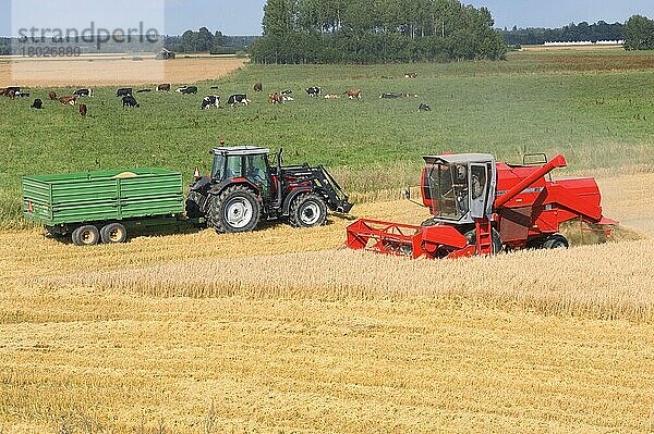 Hafer (Avena sativa)  Massey Ferguson-Mähdrescher-Erntefeld neben Traktor und Anhänger  Rinderherde im nächsten Feld  Schweden  Europa