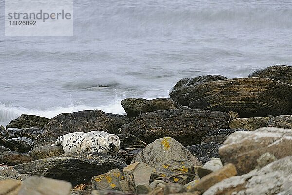 Kegelrobbe (Halichoerus grypus)  erwachsenes Weibchen  zwischen Felsen am Strand ruhend  Duncansby Head  Caithness  Schottland  November