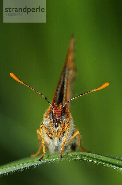 Skabiosen-Scheckenfalter (Euphydryas aurinia)  Goldener Scheckenfalter  Abbiss-Scheckenfalter  Andere Tiere  Insekten  Schmetterlinge  Tiere  Marsh Fritillary adult  resting on graß Oxfordshire  England  Großbritannien  Europa