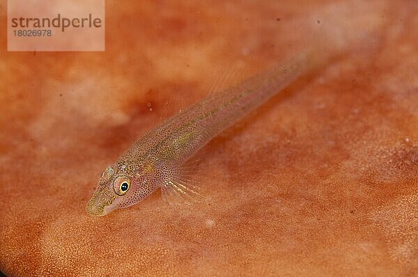 Erwachsene  auf Schwamm ruhende Wolfsmaulgrundel (Luposicya lupus)  Lembeh-Straße  Sulawesi  Sunda-Inseln  Indonesien  September  Asien