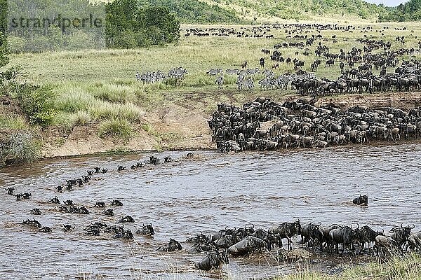 Streifengnus (Connochaetes taurinus)  Herde überquert den Mara-Fluss  Masai Mara National Reserve  Kenia  Afrika