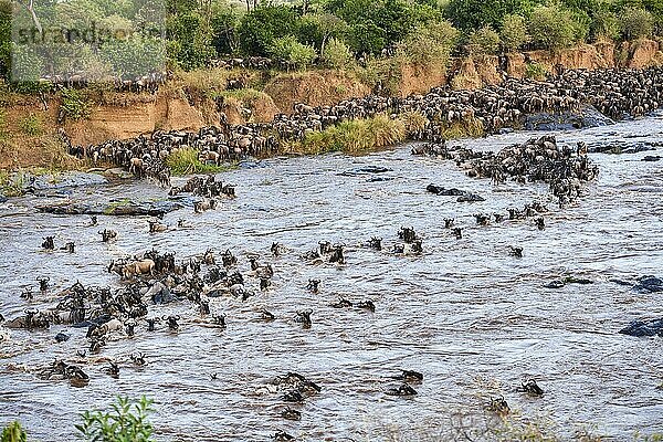 Streifengnus (Connochaetes taurinus)  Herde überquert den Mara-Fluss  Masai Mara National Reserve  Kenia  Afrika