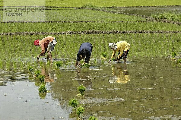 Reisbauern  Philippinen  Asien