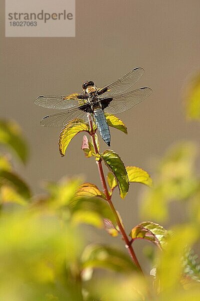 Breitbauch-Jäger (Libellula depressa)  erwachsener Mann  ruhend auf Wasserminze (Mentha aquatica)  Oxfordshire  England  Juli