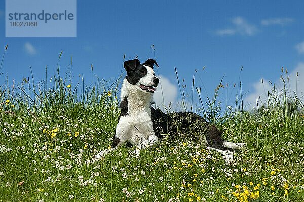 Haushund  Border Collie  arbeitender Schäferhund  erwachsen  keuchend  ruht sich zwischen Wildblumen auf der Weide aus  Yorkshire  England  Juni