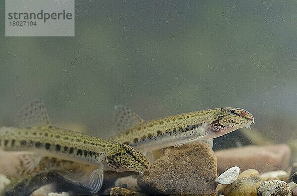 Dorngrundel  Dorngrundeln  Steinbeißer (Cobitis taenia)  Tiere  Andere Tiere  Fische  Karpfenartige  Spined Loach adult pair  swimming over gravel  River Trent  Nottinghamshire  England  August (controlled)