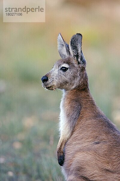 Bergkänguru  Bergkänguruh  Wallaroo  Bergkängurus (Macropus robustus)  Bergkänguruhs  Wallaroos  Kängurus  Beuteltiere  Tiere  Common Wallaroo adult  feeding  South Australia  Australia