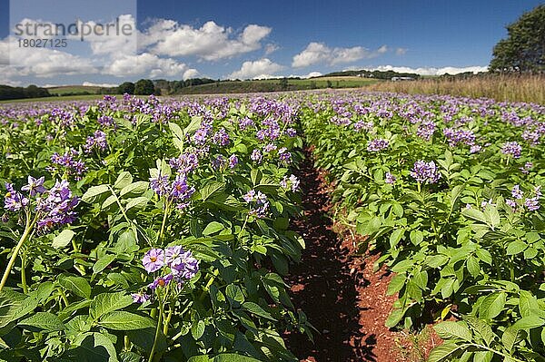 Kartoffel (Solanum tuberosum) gesunde Kulturpflanze  blüht im Feld  Schottland  August